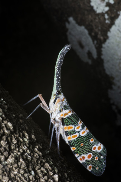 Lanternflies、动物