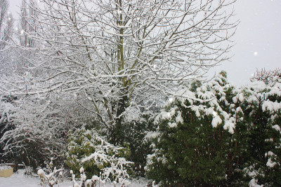 花园里正在下雪