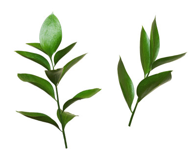 两根ruscus嫩枝