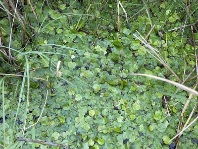 多根螺旋藻属植物野生生长在沼泽湖泊