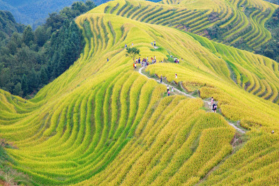 隆基水稻梯田