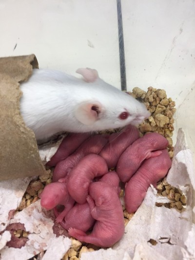 实验动物