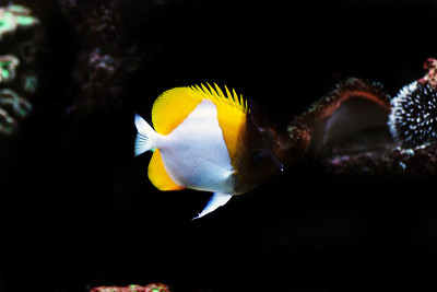 金字塔蝴蝶鱼(Hemitaurichthys polylepis)