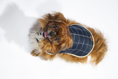 狗