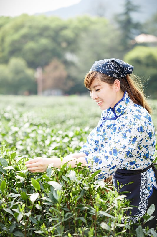 种植园里的亚洲漂亮采茶姑娘