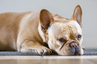 年轻的法国斗牛犬躺下睡着了。