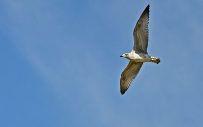 腌料(Larus argentarus)