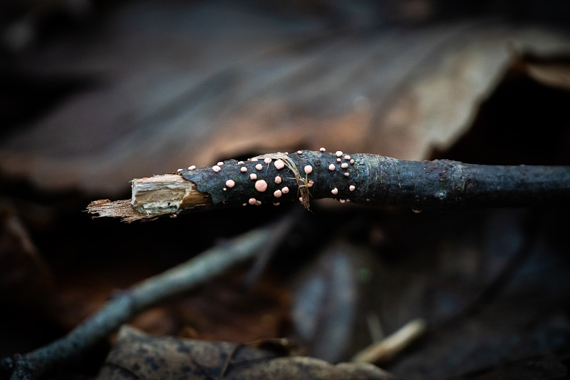 Fluo mushrooms