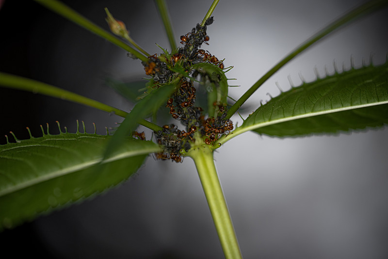 德国森林中，蚂蚁在一棵绿色植物上融化蚜虫-微距拍摄(蚂蚁照顾蚜虫，昆虫在自然栖息地的共生关系，蚂蚁和