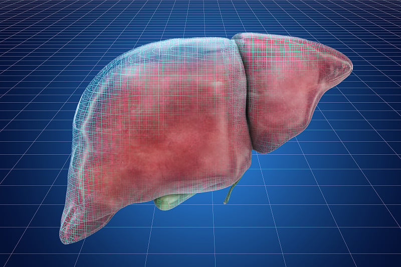 人肝脏三维可视化cad模型，三维绘制