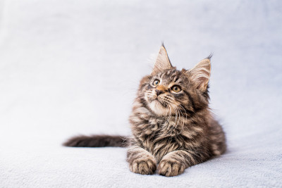 缅因猫躺在松软的毯子上