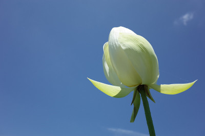 莲花