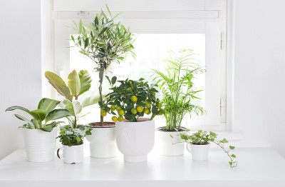 室内植物的组成在不同的盆在白色的桌子上
