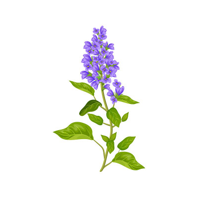鼠尾草花
