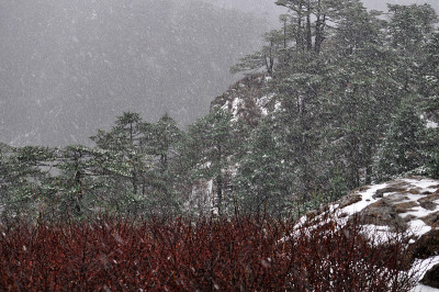 大雪落在偏远村庄的松林里