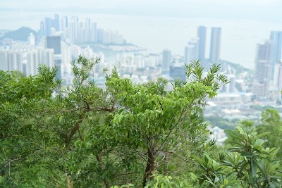 夏日阳光下的树木，模糊了背后的城市风景