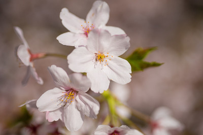 “Sakura”樱花在河边盛开