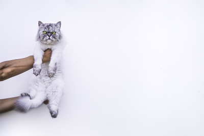 一只波斯猫在白色的背景上。