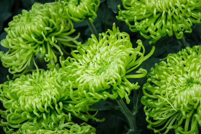 绿色大丽花