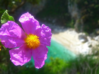 希腊Pelion海滩上的Rockrose