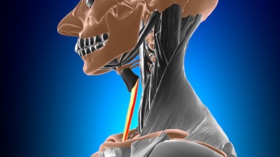 胸骨甲状腺肌解剖医学概念3D