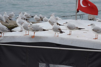 海鸥在船