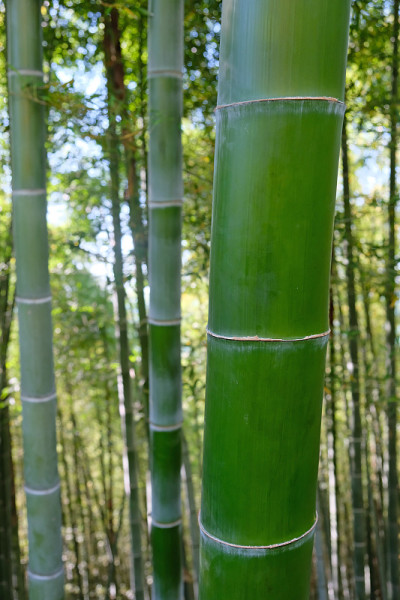 绿色竹筒特写。竹林