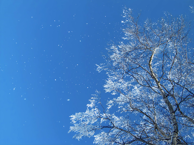 雪树