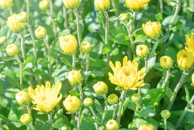 黄菊花，菊花和花蕾。