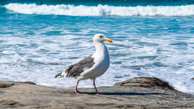 成年欧洲银鸥(Larus Argentatus)沿着阳光明媚的南加州圣地亚哥的白沙绿松石水海滩散步。