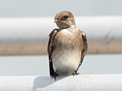 谷仓燕子(Hirundo rustica)栖息在金属栏杆上