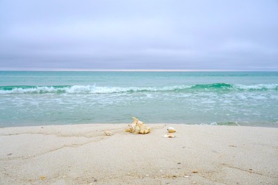 海边的贝壳