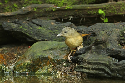 Brown-cheeked Fulvetta