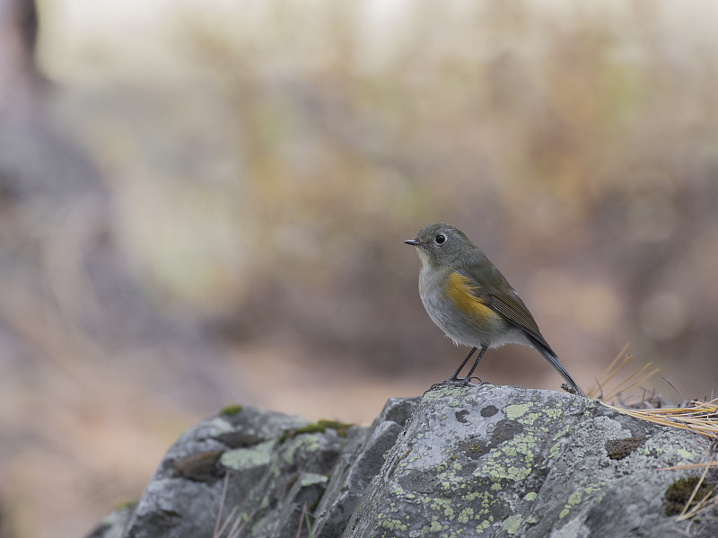 橙色侧翼丛林知更鸟(Tarsiger cyanurus)