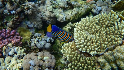 帝王天使鱼或皇家天使鱼(Pygoplites diacanthus)在红海，埃及