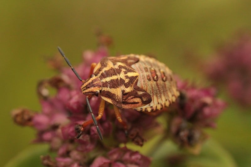 红腿蝽(Carpocoris purpureipennis)