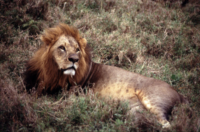 Old Lion