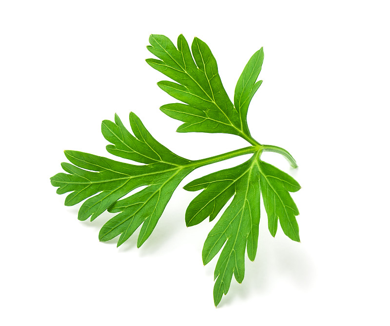 鲜绿的欧芹