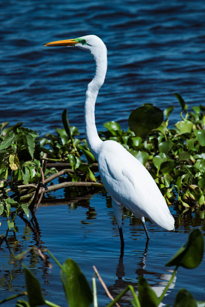 大白鹭(Ardea alba)，又称普通白鹭、大白鹭、大白鹭或大白鹭