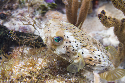 Long-Spine Porcupinefish