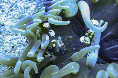 菲律宾海中的海葵虾