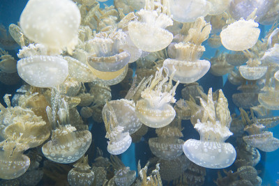 水母