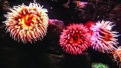 珍珠海葵。