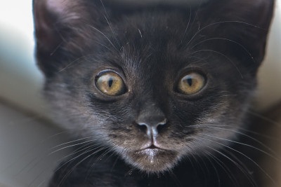 猫的肖像