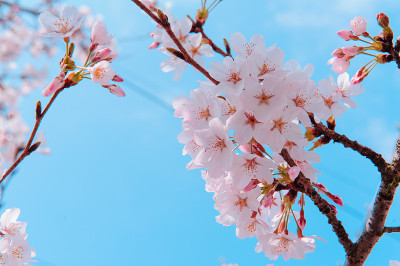 樱花