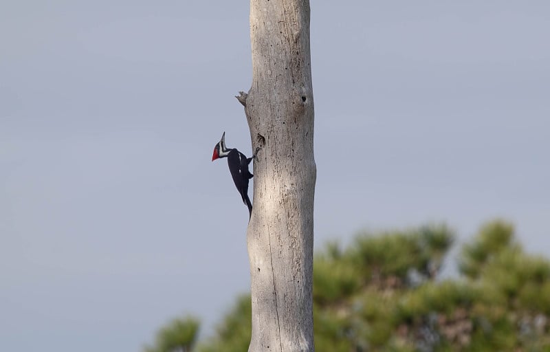 Pileated啄木鸟