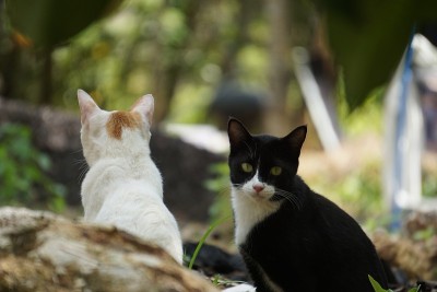 猫