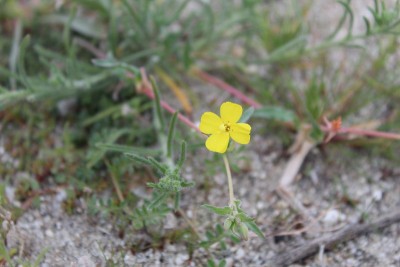 Camissonia campestris - field樱草花- 29棵棕榈树- 013019 a