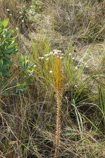 veadeiros的Chapada dos veadeiros