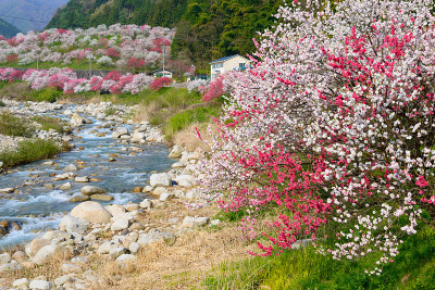 日本长野，池山温泉，桃花盛开